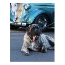 English Mastiff postcard