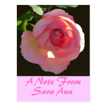 English Rose Pink Post Cards