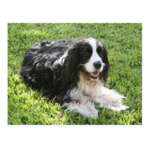 English Springer Spaniel -- Postcard