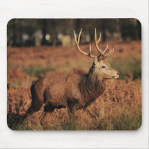 English Stag Mousepad
