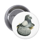 English Trumpeter:  Blue Grizzle Buttons