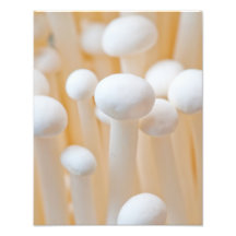 Enoki 11 x 14 art photo