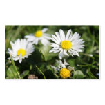 Environment science, beautiful white daises business card templates