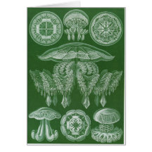 Ernst Haeckel Art Card: Discomedusae