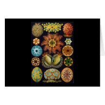 Ernst Haeckel Ascidiae Greeting Card