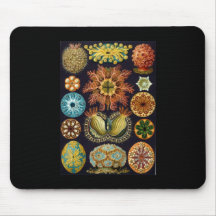 Ernst Haeckel Ascidiae Mousepad