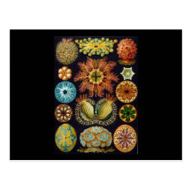 Ernst Haeckel Ascidiae Post Cards
