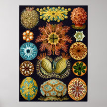 Ernst Haeckel Ascidiae Posters