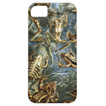 Ernst Haeckel Batrachia iPhone 5 Cover