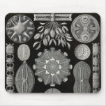 Ernst Haeckel - Diatomea2 Detail3 Mouse Pads