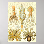 Ernst Haeckel - Gamochonia Posters