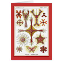 Ernst Haeckel - Kuntsformen der Nature - Tafel 11 Card