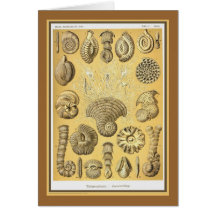 Ernst Haeckel - Kuntsformen der Nature - Tafel 12 Greeting Card