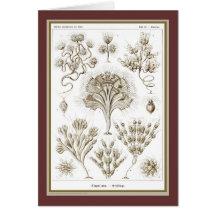 Ernst Haeckel - Kuntsformen der Nature - Tafel 13 Greeting Cards