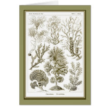 Ernst Haeckel - Kuntsformen der Nature - Tafel 15 Cards