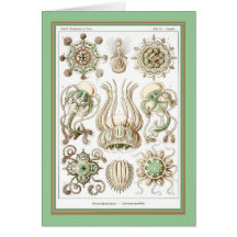Ernst Haeckel - Kuntsformen der Nature - Tafel 16 Greeting Cards
