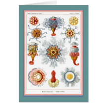 Ernst Haeckel - Kuntsformen der Nature - Tafel 17 Greeting Cards