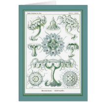 Ernst Haeckel - Kuntsformen der Nature - Tafel 18 Greeting Card