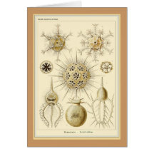 Ernst Haeckel - Kuntsformen der Nature - Tafel 1 Greeting Card
