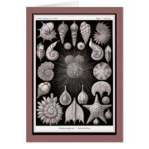 Ernst Haeckel - Kuntsformen der Nature - Tafel 2 Greeting Card