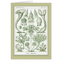 Ernst Haeckel - Kuntsformen der Nature - Tafel 3 Card