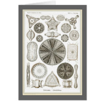 Ernst Haeckel - Kuntsformen der Nature - Tafel 4 Greeting Card