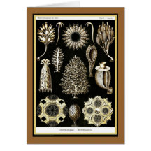 Ernst Haeckel - Kuntsformen der Nature - Tafel 5 Card