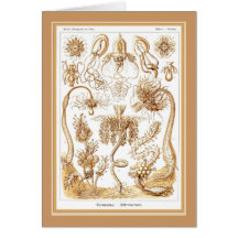 Ernst Haeckel - Kuntsformen der Nature - Tafel 6 Card