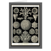 Ernst Haeckel - Kuntsformen der Nature - Tafel 9 Cards