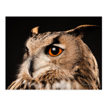 Eurasian Eagle Owl Post Cards