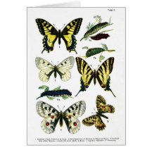 European Butterflies Plate I Card