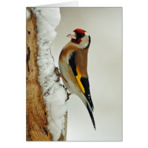European Goldfinch in snow greeting card