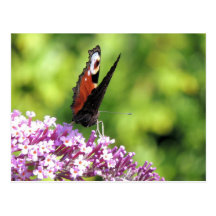 European peacock butterfly photo post cards