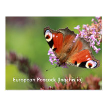 European Peacock (Inachis io) Butterfly Postcard