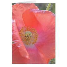 Everyday is an Opportunity Greeting Cards