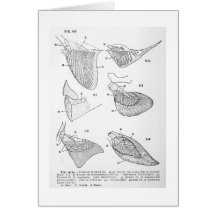 Evolution of paired fins art card