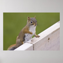 Excuse Me, Ma'am fine art print