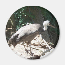 Exotic Bird Magnets