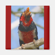 Exotic Bird Refrigerator Magnets