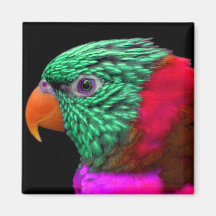 Exotic Parrot Green Red Pink Magnets