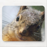 Extreme Closeup Squirrel Picture Mouse Pad