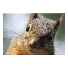 Extreme Closeup Squirrel Picture Photograph