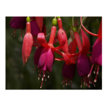Fabulous Fuscia Post Card