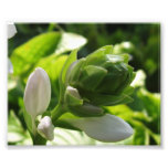 Fabulous Hosta Photographic Print