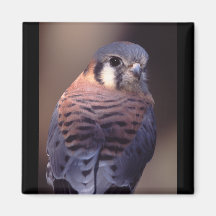 falcon refrigerator magnet