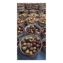 Fall Apples Photo Card Template