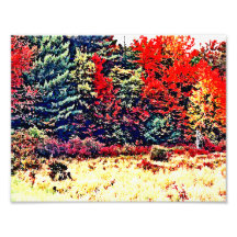 Fall Colours in New England Photo