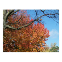 Fall Colours Post Card