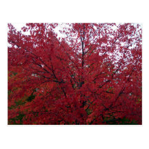 Fall Foliage in NH 2 Postcards