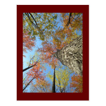 Fall foliage looking up postcards